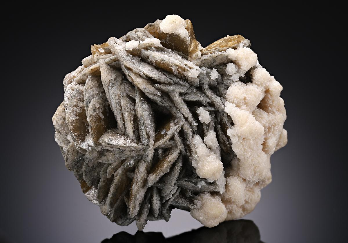 CC12551 specimen image