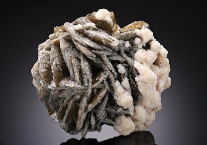 CC12551 specimen image