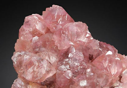 CC12564 specimen image
