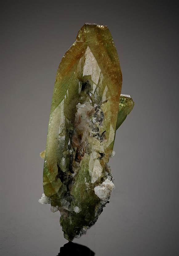 CC12572 specimen image