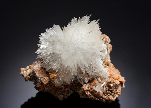CC12579 specimen image