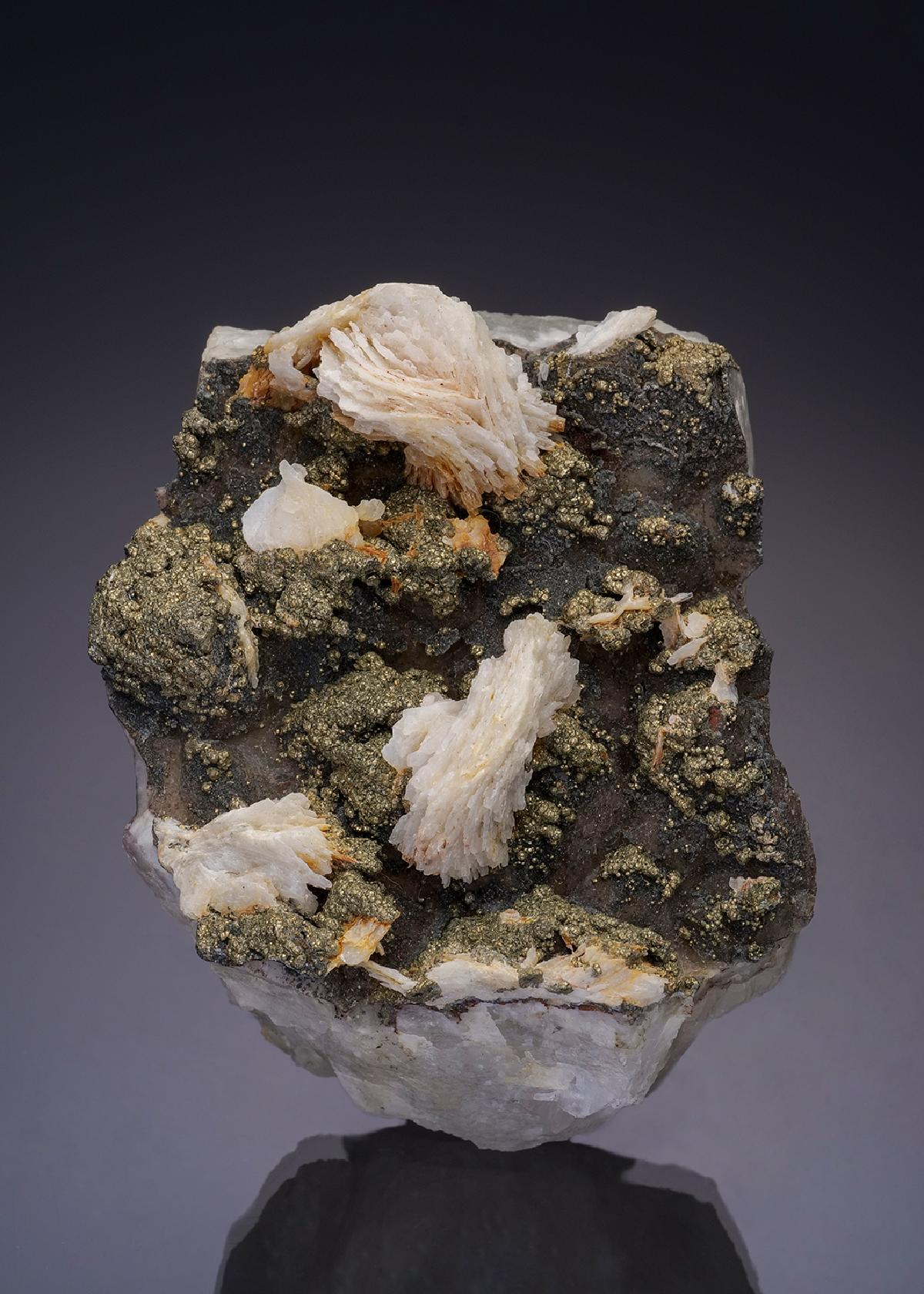 CC12628 specimen image