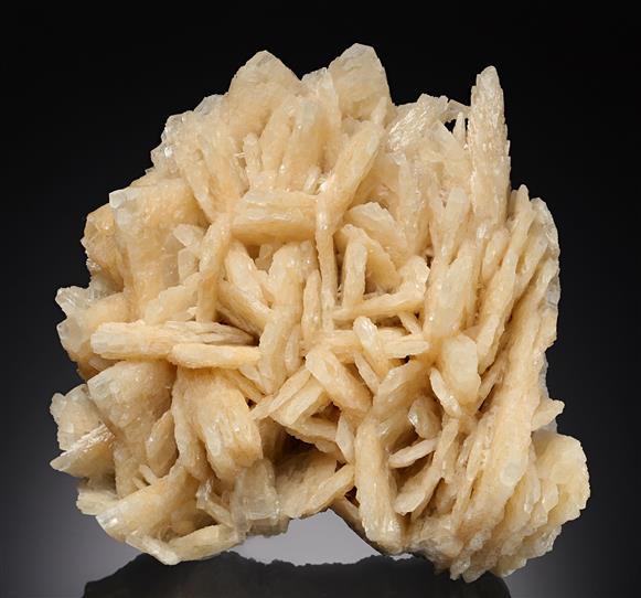 CC12634 specimen image