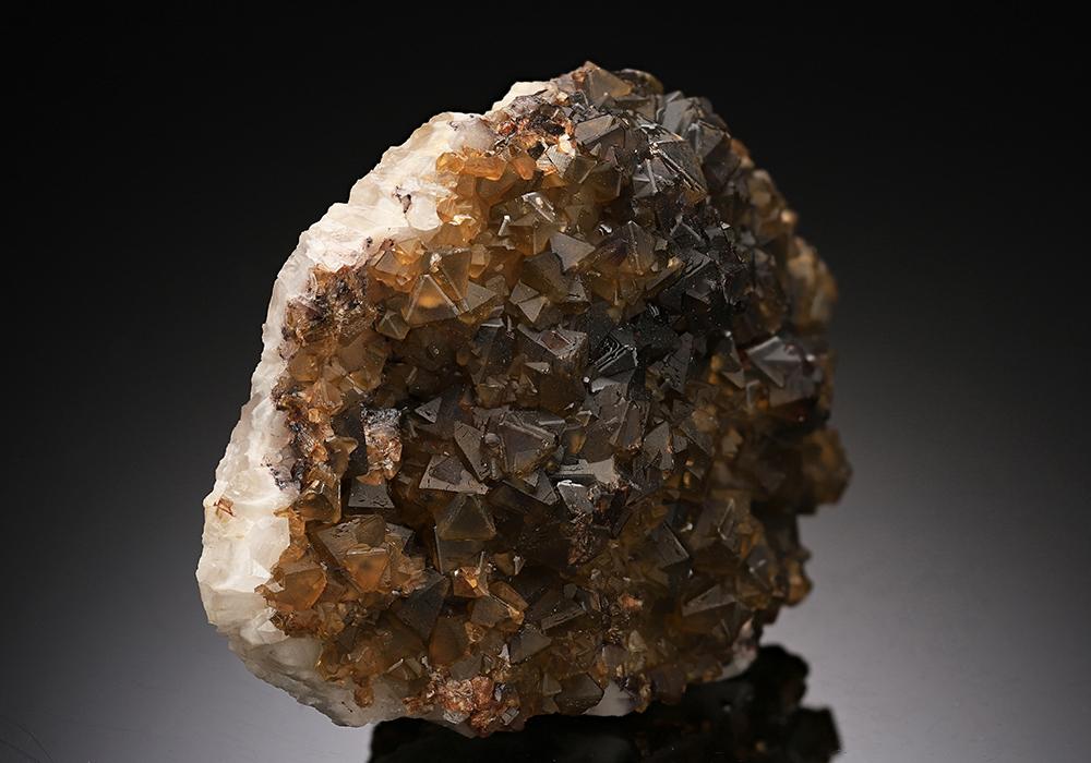 CC12636 specimen image