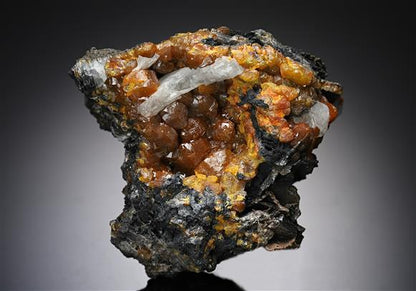 CC12637 specimen image
