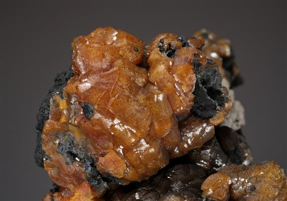 CC12657 specimen image