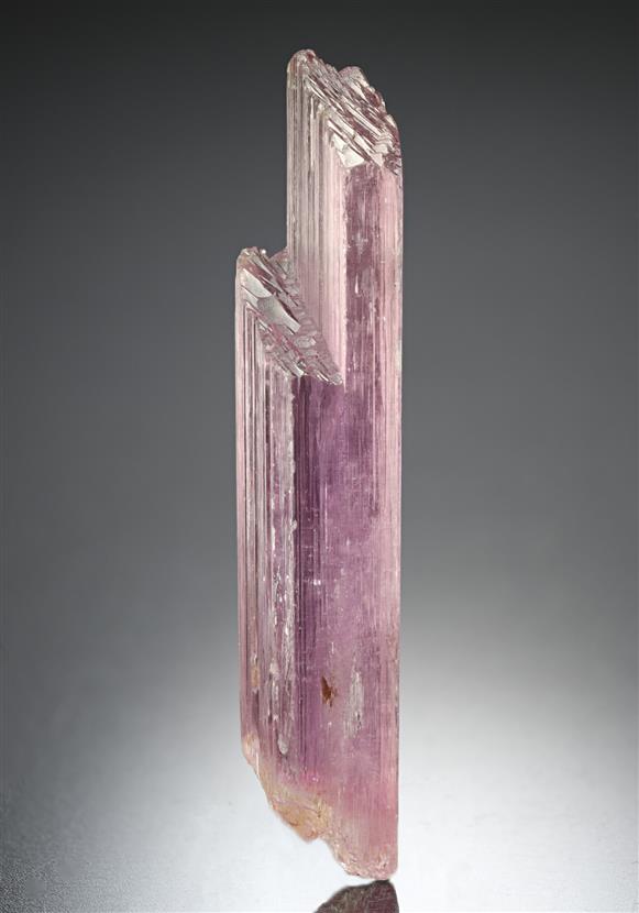 CC12662 specimen image