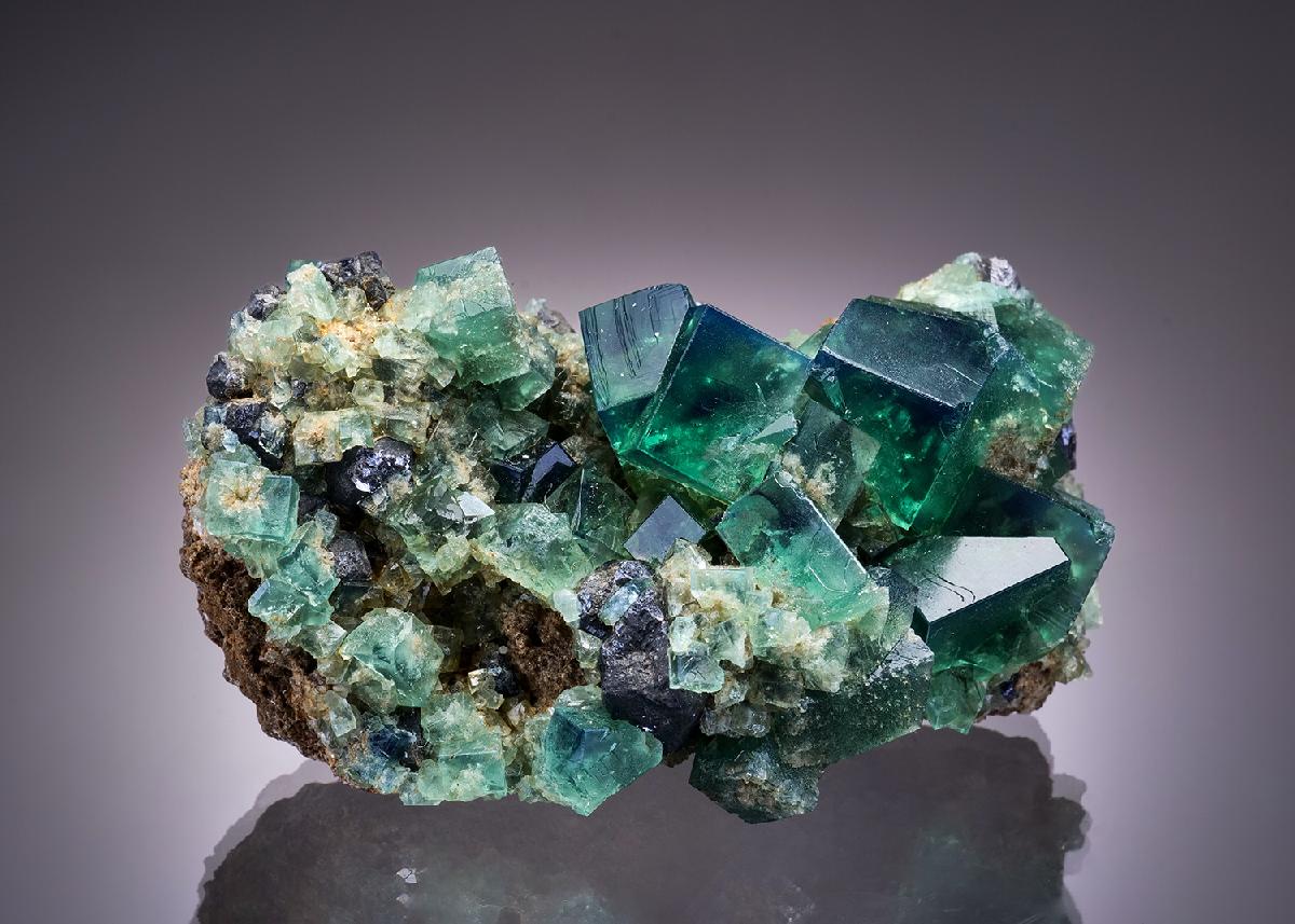 CC12695 specimen image