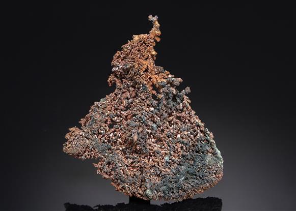 CC12761 specimen image