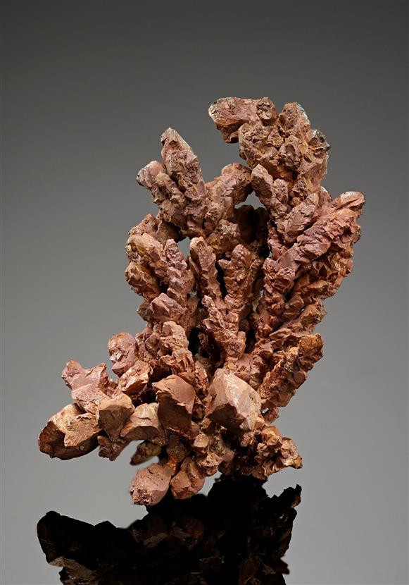 CC12776 specimen image