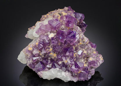 CC12798 specimen image