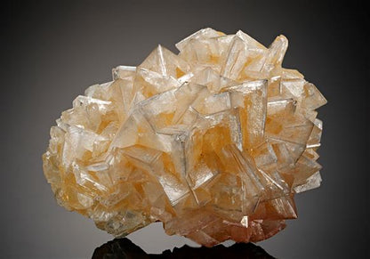 CC12806 specimen image