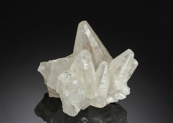 CC12819 specimen image