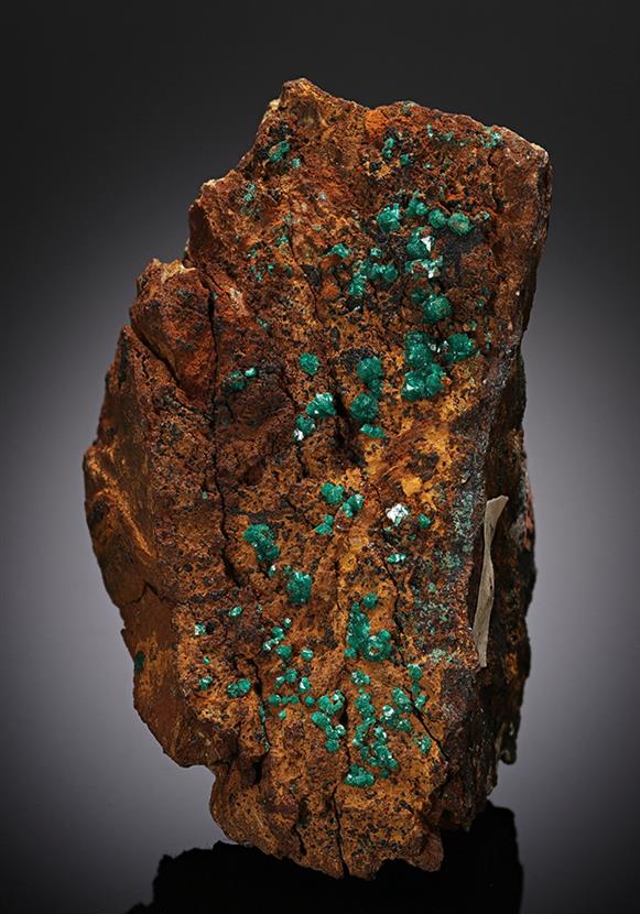 CC12873 specimen image