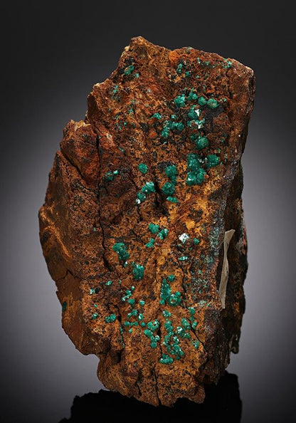 CC12873 specimen image