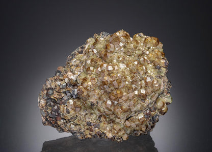 CC12881 specimen image
