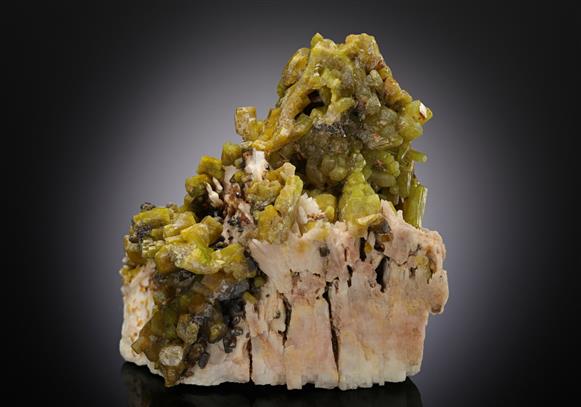 CC12893 specimen image