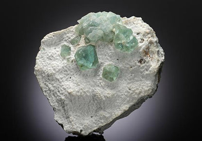 CC12899 specimen image