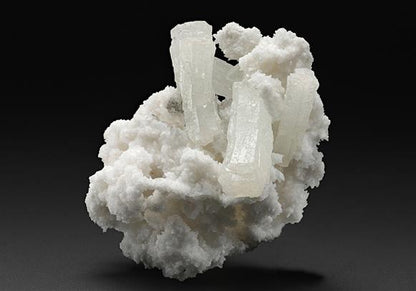 CC12944 specimen image