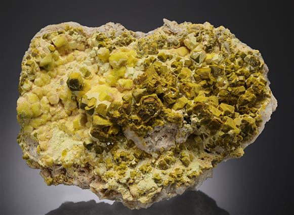 CC12956 specimen image