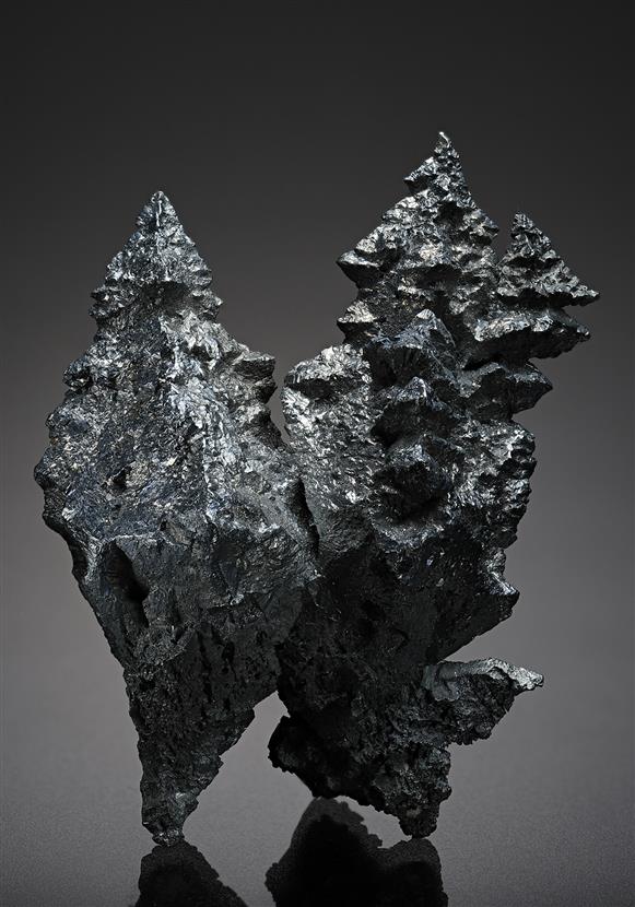 CC12968 specimen image