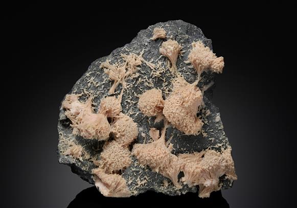 CC12971 specimen image