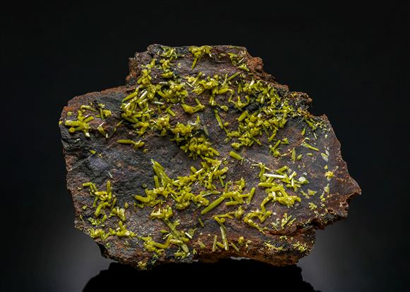 CC12972 specimen image