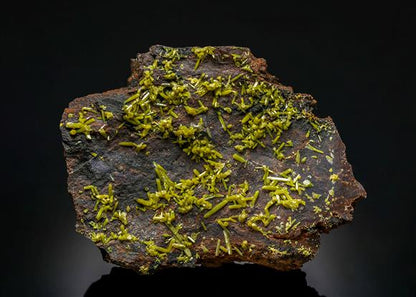 CC12972 specimen image