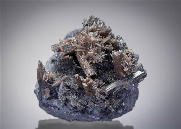 CC12974 specimen image