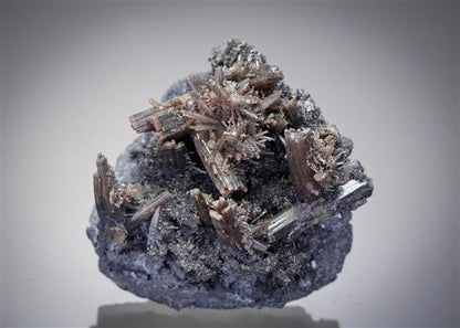 CC12974 specimen image