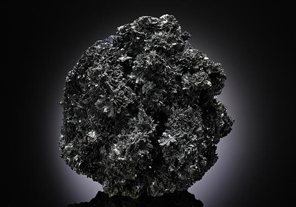 CC13039 specimen image