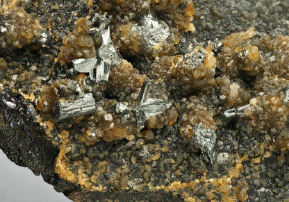 CC13049 specimen image