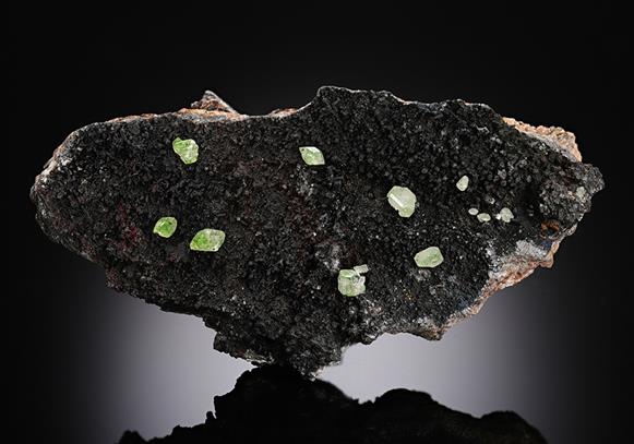 CC13053 specimen image