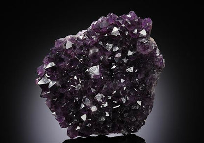 CC13071 specimen image