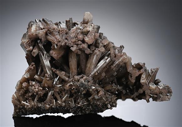 CC13074 specimen image