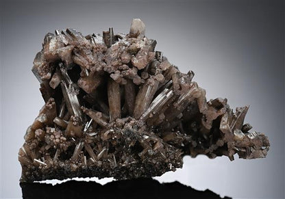 CC13074 specimen image