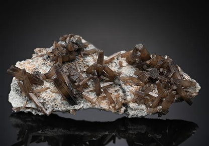 CC13079 specimen image