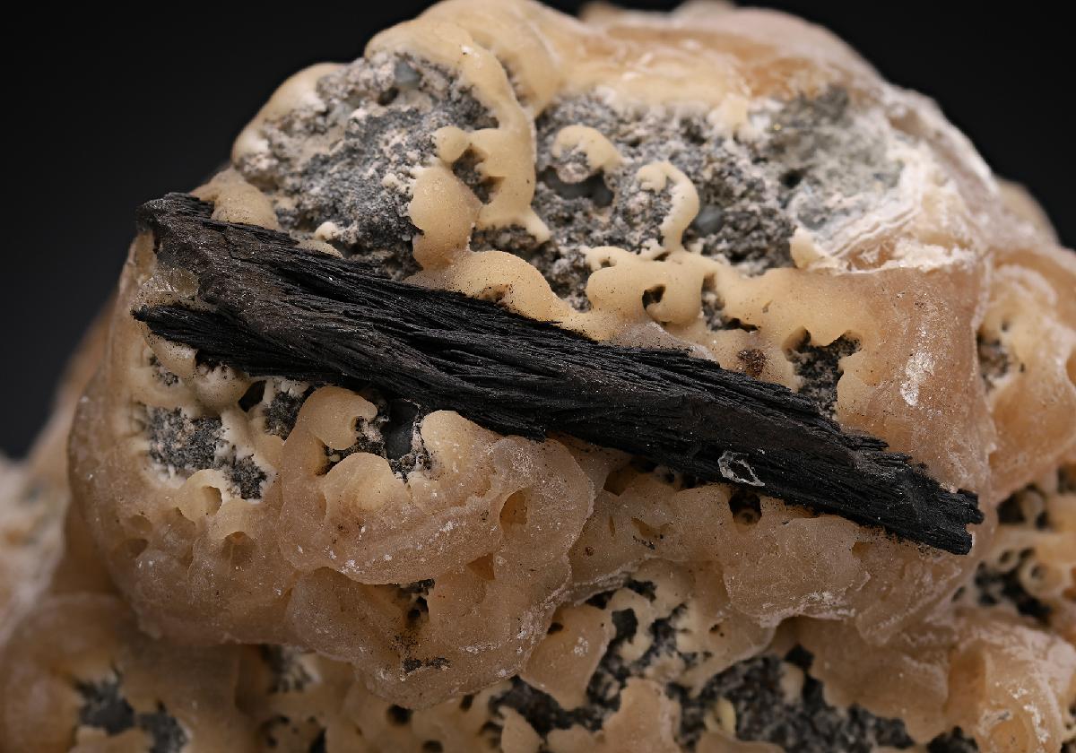 CC13082 specimen image