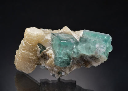 CC13124 specimen image