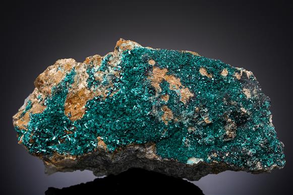 CC13138 specimen image