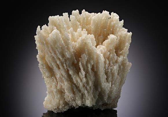 CC13182 specimen image