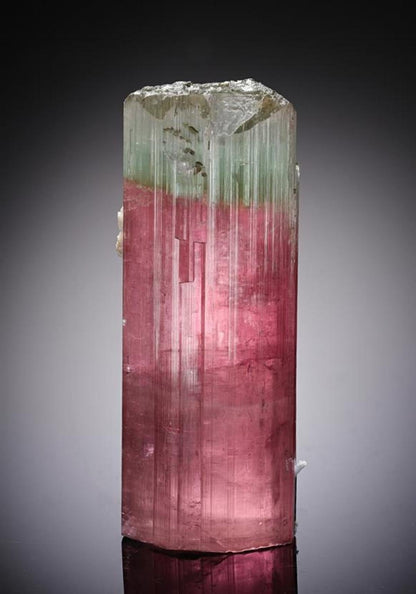 CC13184 specimen image
