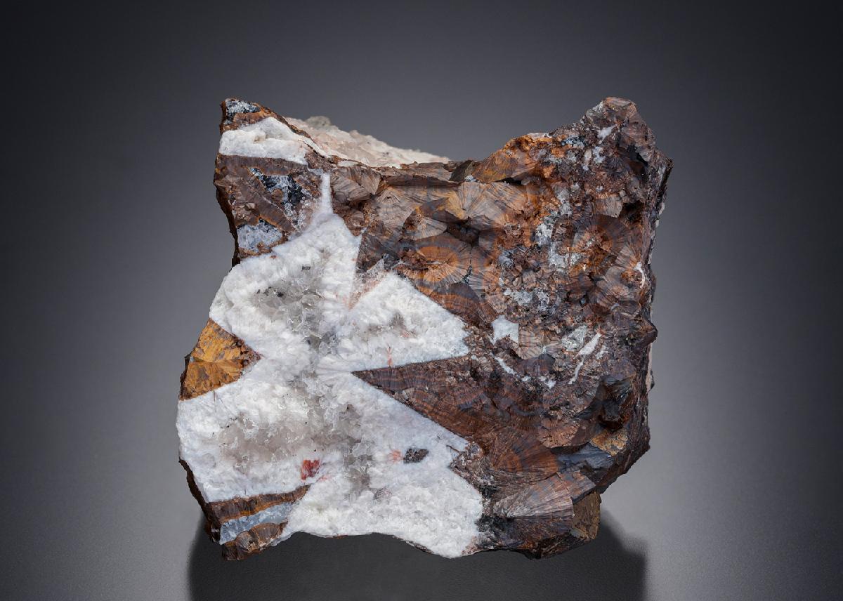 CC13218 specimen image