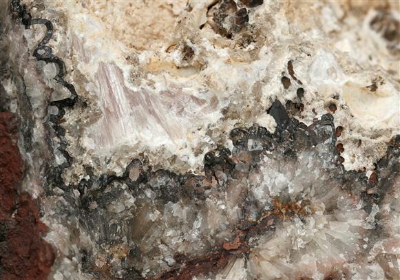 CC13270 specimen image
