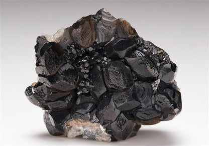 CC13294 specimen image