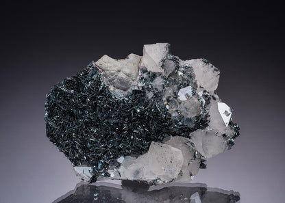 CC13296 specimen image