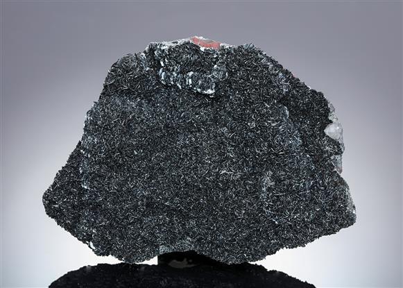 CC13305 specimen image