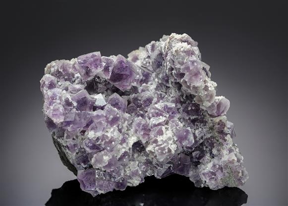 CC13308 specimen image
