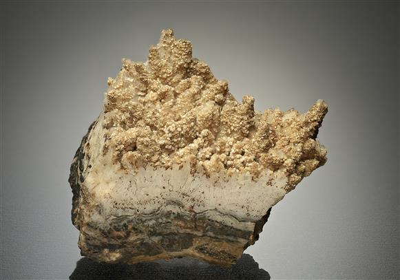 CC13330 specimen image