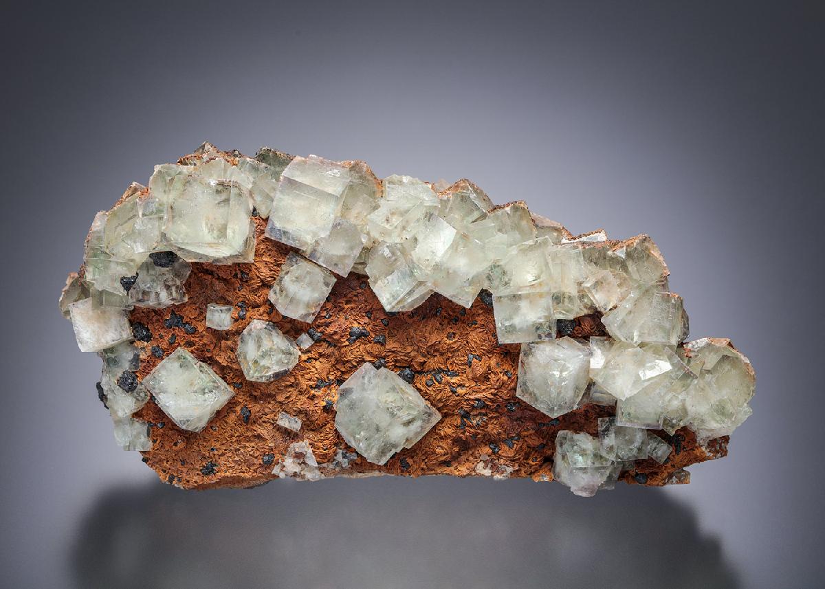 CC13347 specimen image